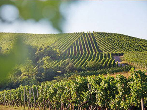 Anbau und Herstellung von Wein